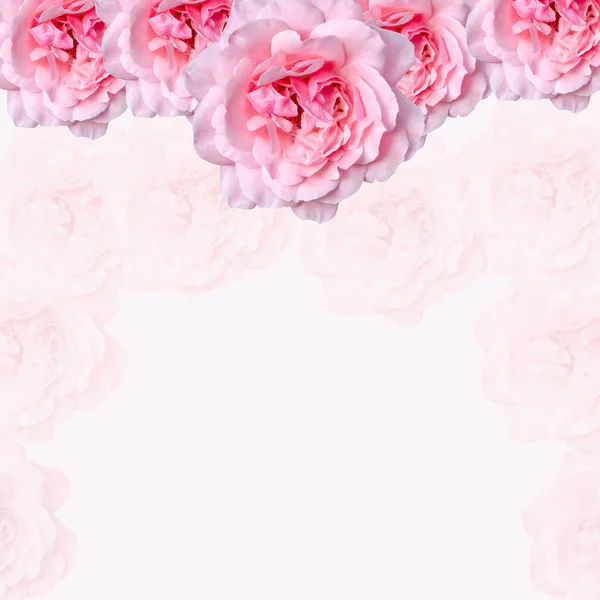Růžové květy růže blízko, rám pozadí — Stock fotografie