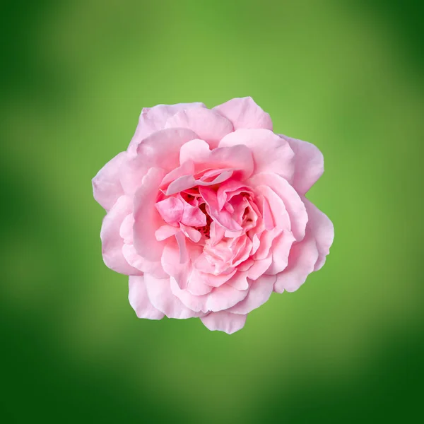 Pink rose close up, green bokeh bright background — Stock Photo, Image