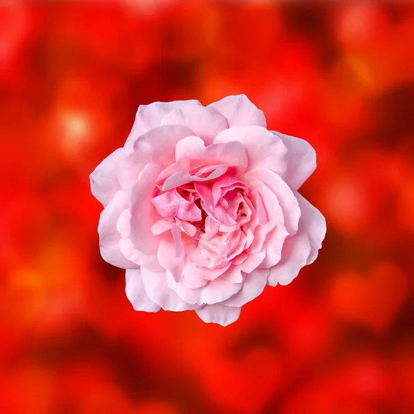 Pink rose close up, red bokeh bright background — Stock Photo, Image