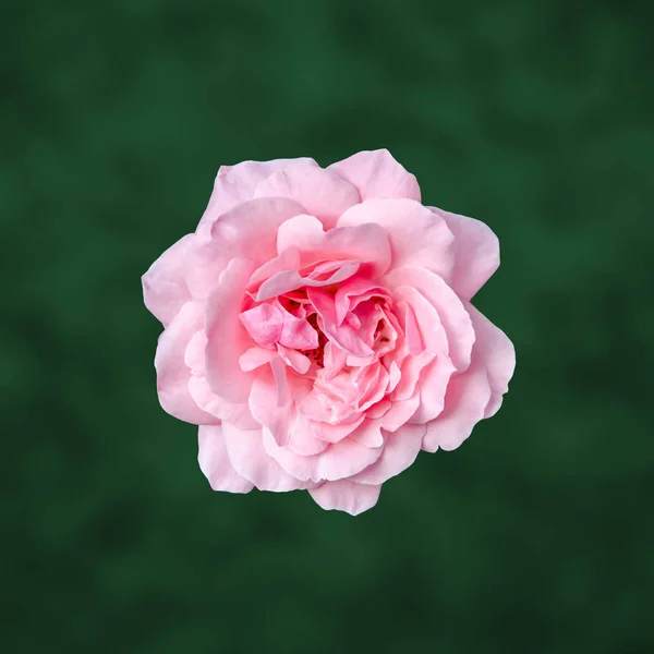 Pink rose close up, green bokeh bright background — Stock Photo, Image