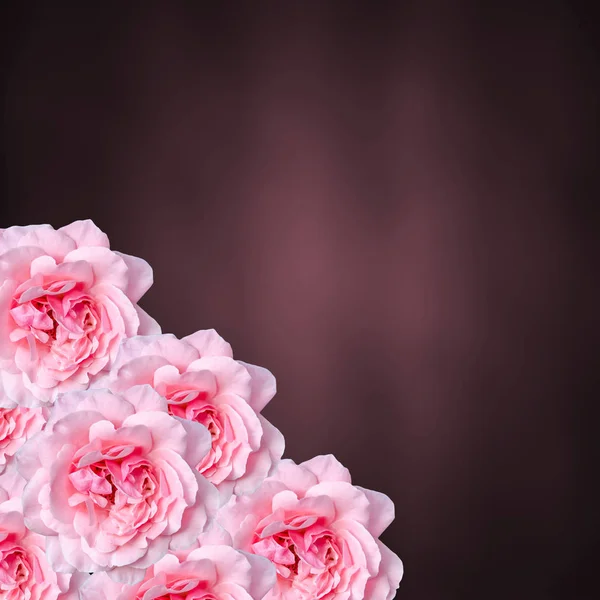 Rosa rosa de perto, marrom bokeh fundo brilhante — Fotografia de Stock