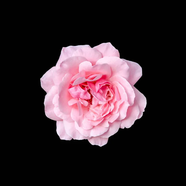 Pink rose flower close up, black background — Stock Photo, Image