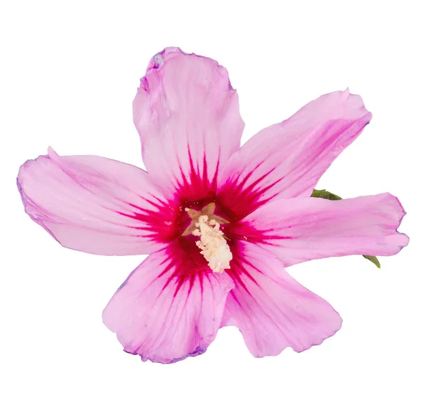 Rosa Hibiscus rosa-chinensis blomma, närbild, isolerade — Stockfoto