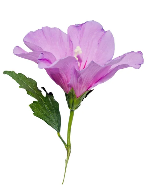 Цветок розового хибискуса, крупный план, изолированный — стоковое фото