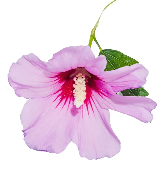 Rosa Hibiscus rosa-chinensis blomma, närbild, isolerade — Stockfoto