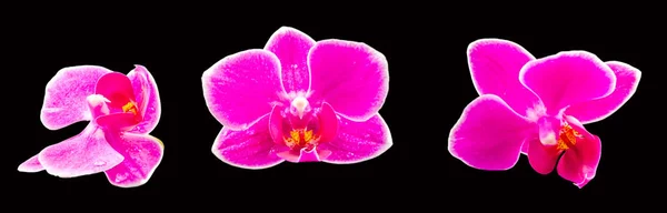 Pink orchid flowers, Orhideea Phalaenopsis, isolated — Stock Photo, Image