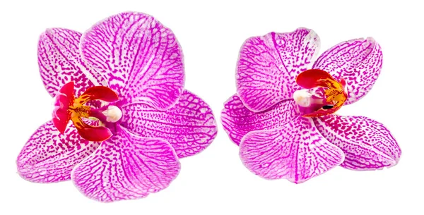 Flores de orquídea rosa, Orhideea Phalaenopsis, aisladas —  Fotos de Stock