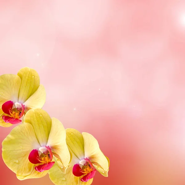 Flores de orquídea amarillas, Orhideea Phalaenopsis, aisladas — Foto de Stock