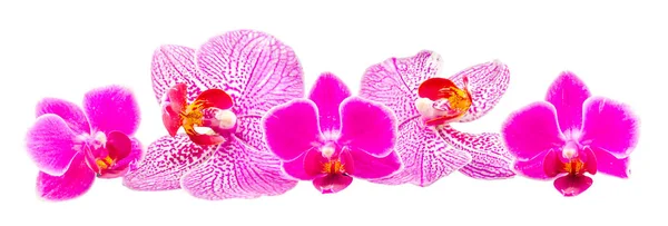 Pink Orhideea Phalaenopsis, isolated — Stock Photo, Image