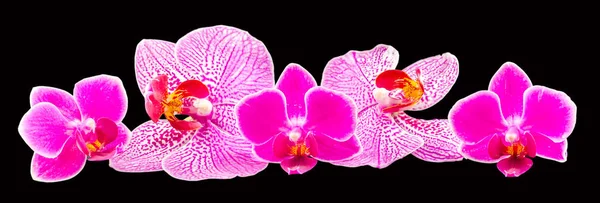 Pink Orhideea Phalaenopsis, isolated — Stock Photo, Image