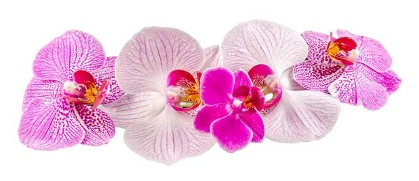 色兰花花，淡紫色，黄色，粉红色，紫色，布加勒斯特蝴蝶兰，孤立 — 图库照片