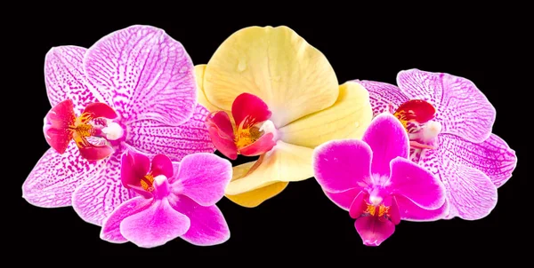 Flores de orquídea de colores, malva, amarillo, rosa, púrpura, Orhideea Phalaenopsis, aislado — Foto de Stock