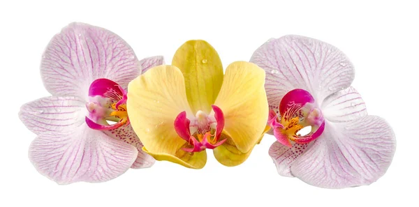 Flores de orquídea de colores, malva, amarillo, rosa, púrpura, Orhideea Phalaenopsis, aislado —  Fotos de Stock