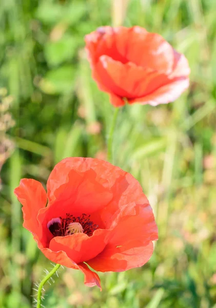 ケシ rhoeas 赤花の共通の名前は、ヒナゲシ、トウモロコシ バラ、ポピー フィールド、ポピー、赤いケシ赤い雑草、コクリコ. — ストック写真