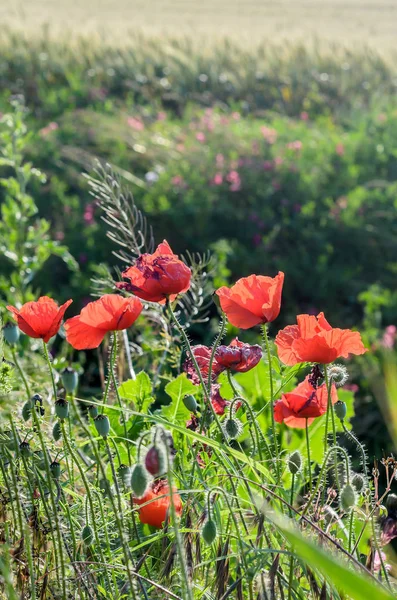 ケシ rhoeas 赤花の共通の名前は、ヒナゲシ、トウモロコシ バラ、ポピー フィールド、ポピー、赤いケシ赤い雑草、コクリコ. — ストック写真