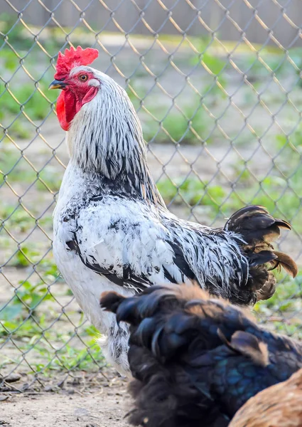 농장에서 닭을 색깔을 닫습니다 — 스톡 사진