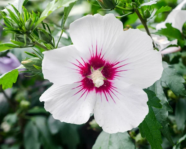 Biały kwiat Hibiscus rosa-chinensis bush, z bliska — Zdjęcie stockowe
