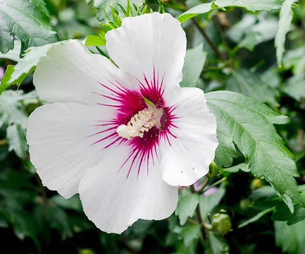 Biały kwiat Hibiscus rosa-chinensis bush, z bliska — Zdjęcie stockowe
