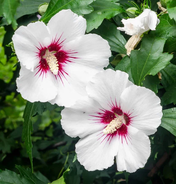 Hibiscus rosa-chinensis bush çiçek beyaz, yakın çekim