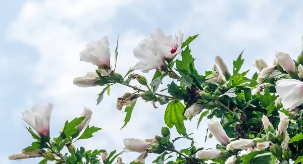 Hibiscus rosa-chinensis bush çiçek beyaz, yakın çekim — Stok fotoğraf
