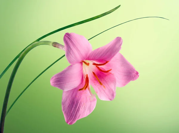 ピンク紫ゼフィランサス花、分離、白い背中をクローズ アップ — ストック写真