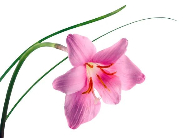 Rosa-púrpura flor de Zephyranthes, primer plano, aislado, espalda blanca — Foto de Stock