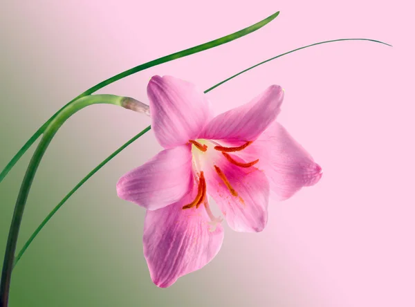 Rosa-púrpura flor de Zephyranthes, primer plano, aislado, espalda blanca — Foto de Stock