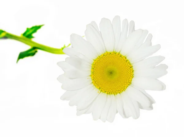 Leucanthemum vulgare, the ox-eye daisy or oxeye daisy Royalty Free Stock Photos