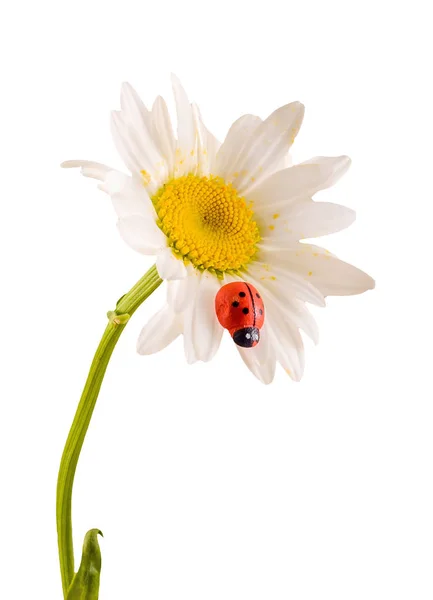 Leucanthemum vulgare, the ox-eye daisy or oxeye daisy Royalty Free Stock Images