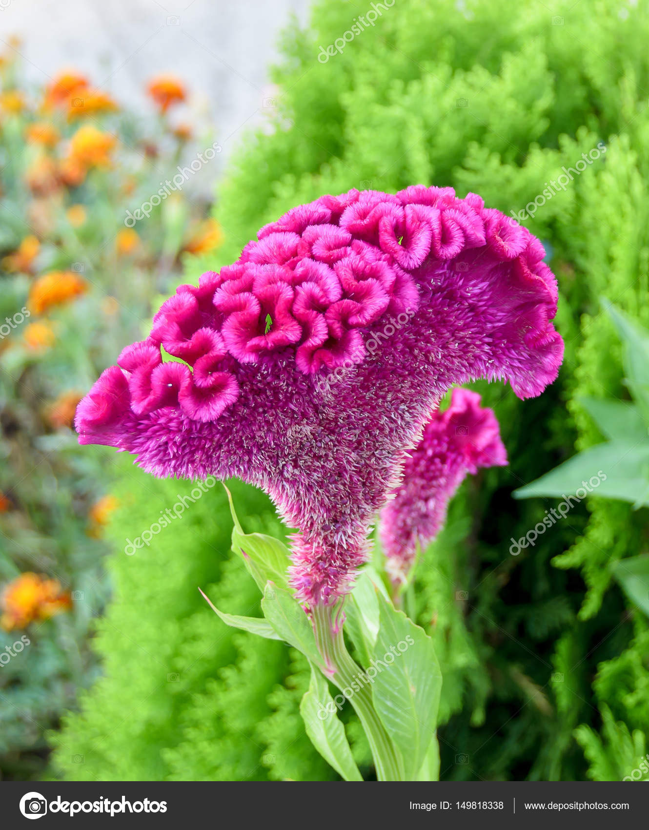 Celosia Cristata Flower Best Flower Site