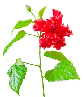 Kırmızı Japon gülü, Rosa rugosa, hibiscus rosa-sinensis, yakın çekim