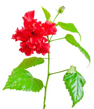 Kırmızı Japon gülü, Rosa rugosa, hibiscus rosa-sinensis, yakın çekim