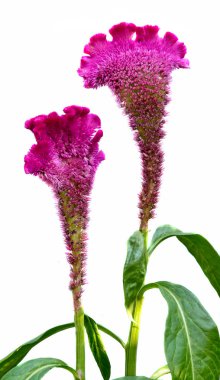 Celosia cristata, cins Celosia, cockscomb bilinen.