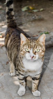 Kahverengi çizgili yerli kedi, yeşil gözlü, yakın çekim
