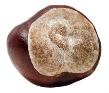 Kahverengi kestane meyve ile örtmek, kapatmak makroyu oluşturan