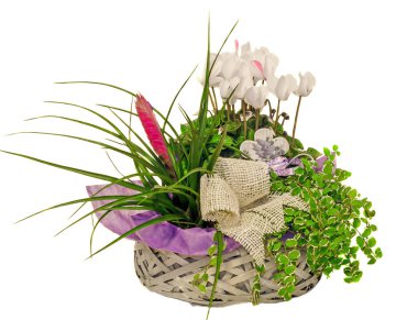 Siklamen çiçek ve Tillandsia Cyanea çiçek aranjmanı 