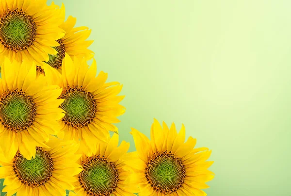 Yellow sunflowers, close up, isolated, green gradient background — Stock Photo, Image