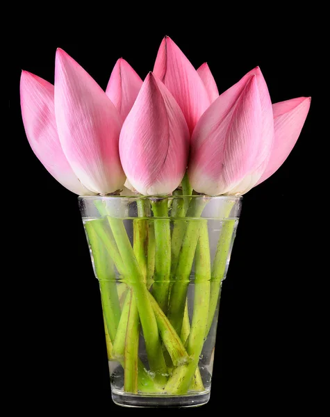 Pink lotus flowers in a transparent vase, water lily bud, close
