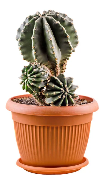 Green cactus in a brown flower pot, close up, white background, — Stock Photo, Image