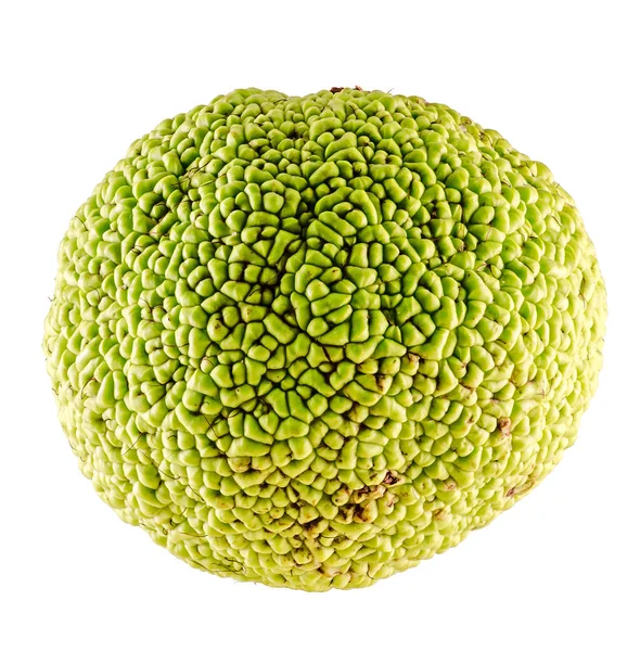 Fruto verde de Maclura pomifera, también conocido como naranja Osage — Foto de Stock