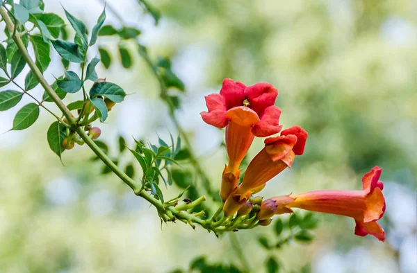 Campsis radicans çiçekler (trompet asma veya trompet sarmaşık)