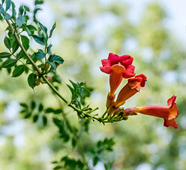 ウォーキング途中で撮影の花 (トランペットつるやアメリカノウゼンカズラ) — ストック写真