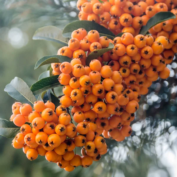 Ilex verticillata, o winterberry, também conhecido como Black Alder Winterberry — Fotografia de Stock