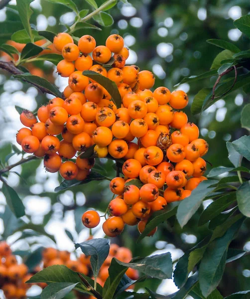 モチノキ渦状、winterberry、ハンノキ Winterberry として知られています。 — ストック写真