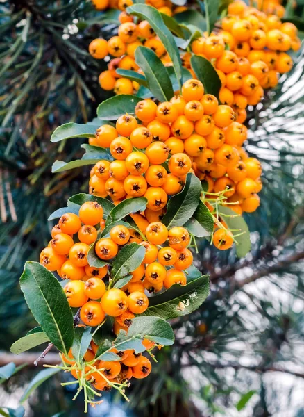 Ilex verticillata, el winterberry, también conocido como Black Alder Winterberry — Foto de Stock