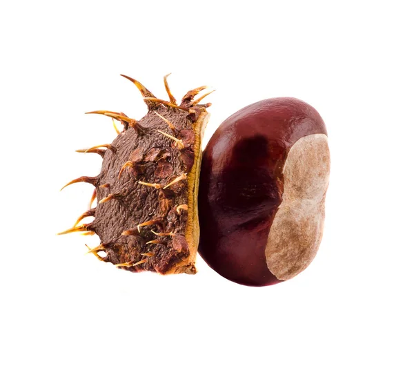 Bruin-kastanje fruit met deksel, close-up — Stockfoto