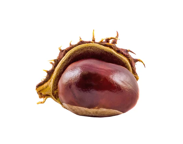 Bruin-kastanje fruit met deksel, close-up — Stockfoto