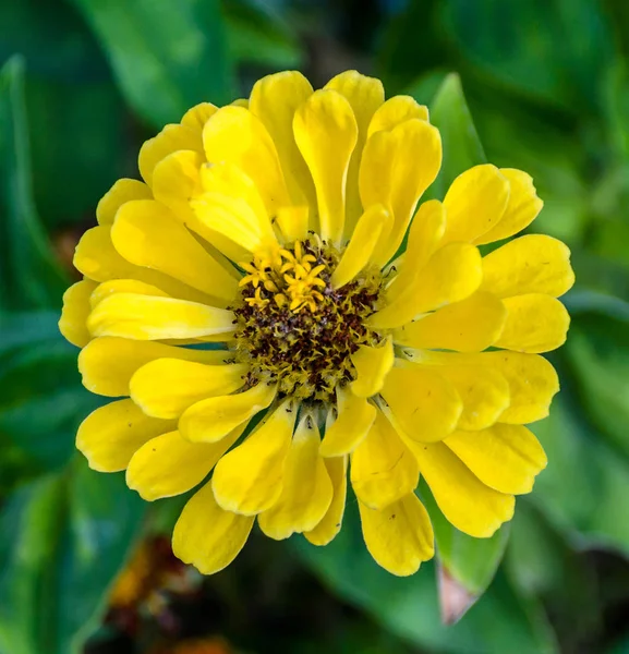 Zinnia giallo fiore, da vicino, sfondo verde — Foto Stock