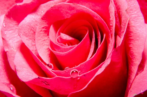 Red rose flower, close up, texture pattern — Stock Photo, Image