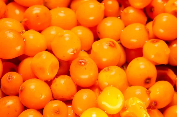 Frutos naranjas de Hippophae rhamnoides, nombre común espino cerval de mar — Foto de Stock